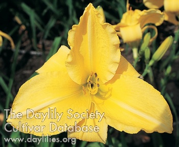 Daylily Harvest Clown